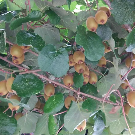 Lapanja 2 Mit Gemeinschaftsgarten